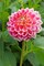 Temple of Beauty Dahlia - Decorative Flower - #1 Size Root Clump